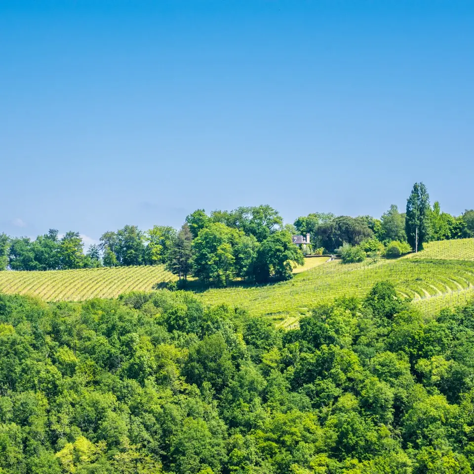 Laroin - Couday - Vignes 1