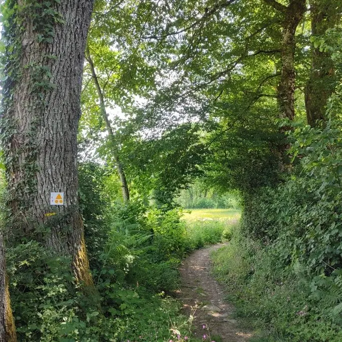 Cheminen sous bois