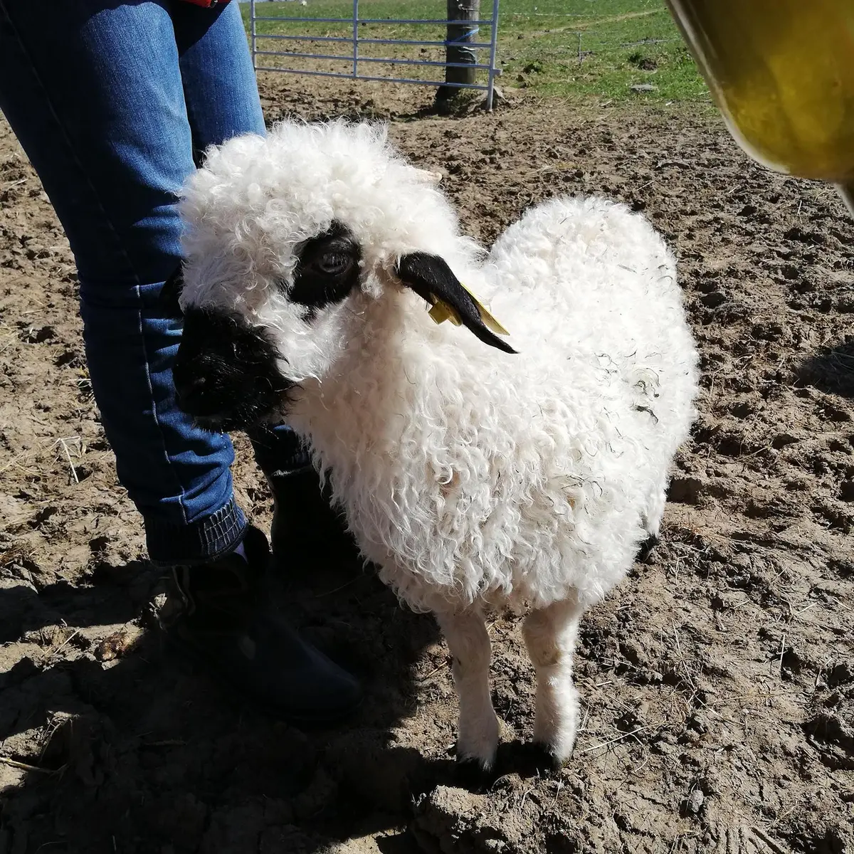 Animaux de la ferme