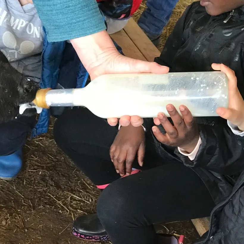 Animaux de la ferme