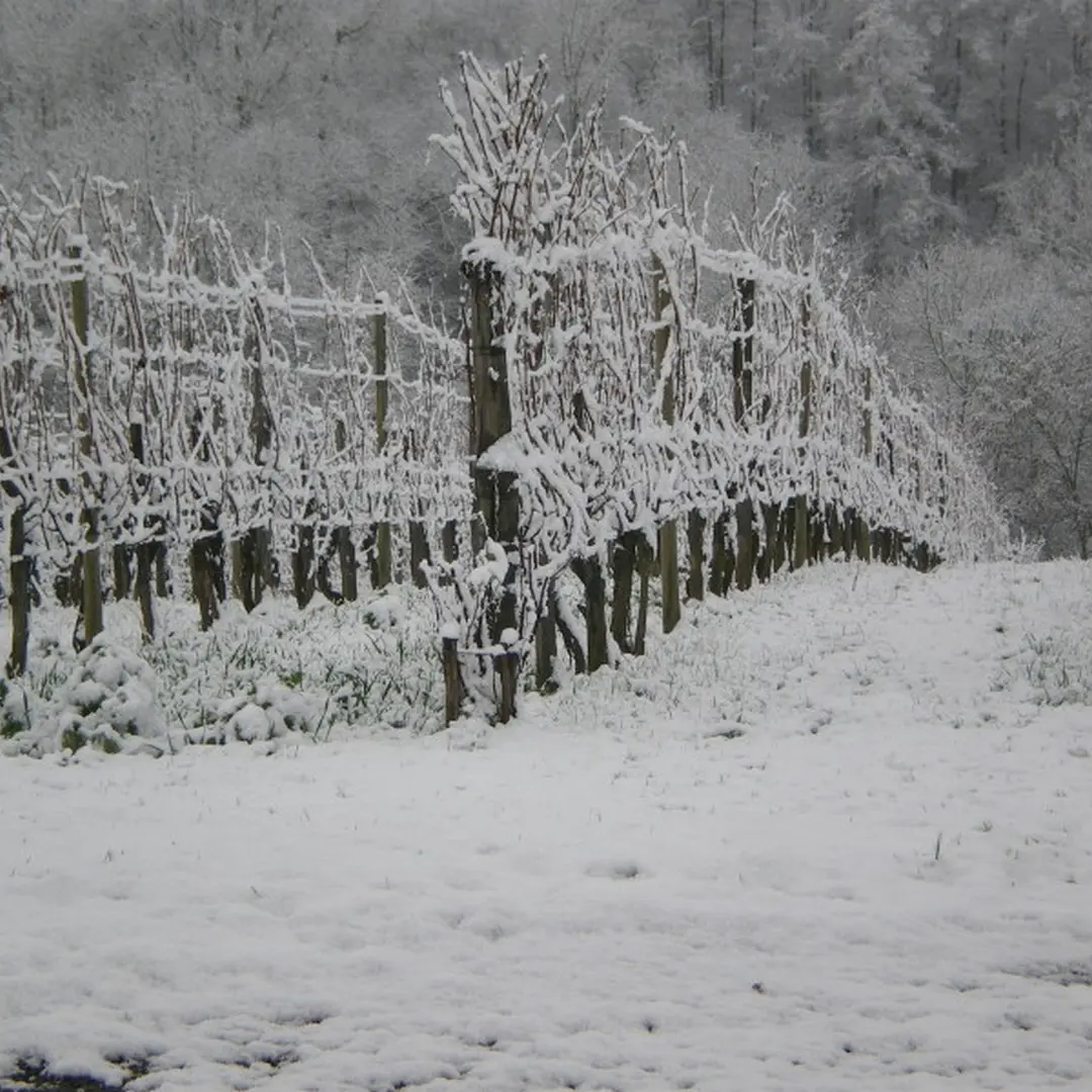 Clos Thou - Chapelle de Rousse - sous la neige