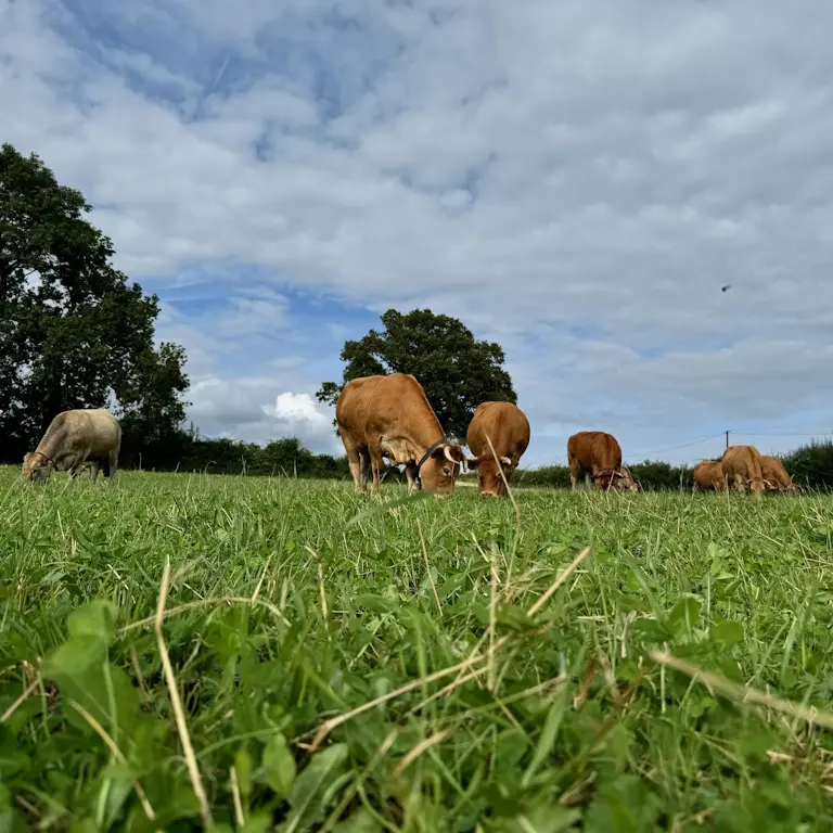Vallée des Vaches