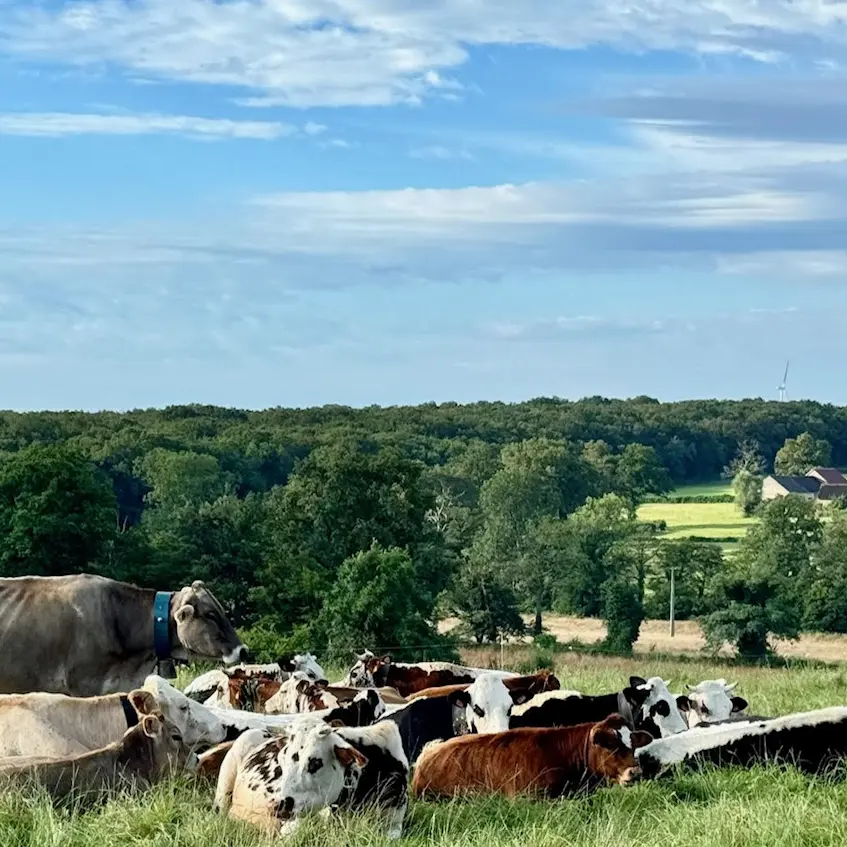 Vallée des vaches