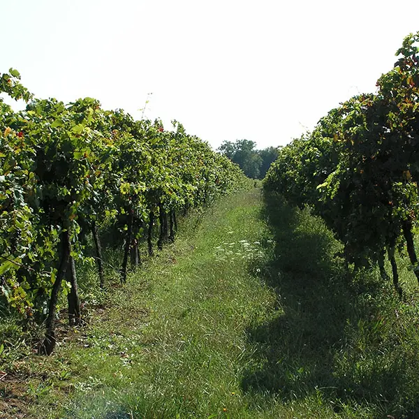 velines-vignes