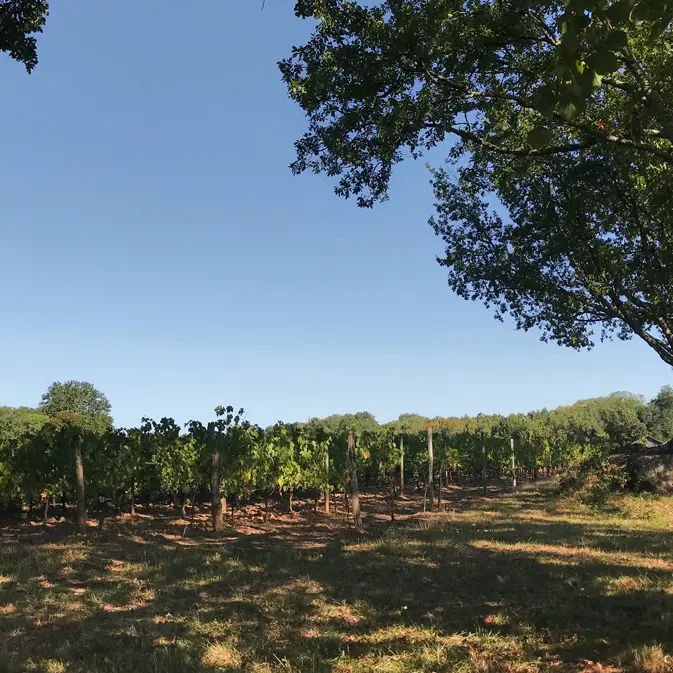 vignobles-alard - photo-3
