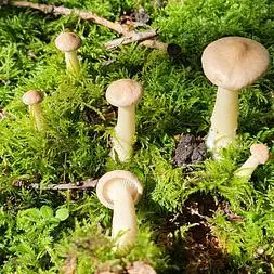 clitocybe_geotropa_tête-de-moine