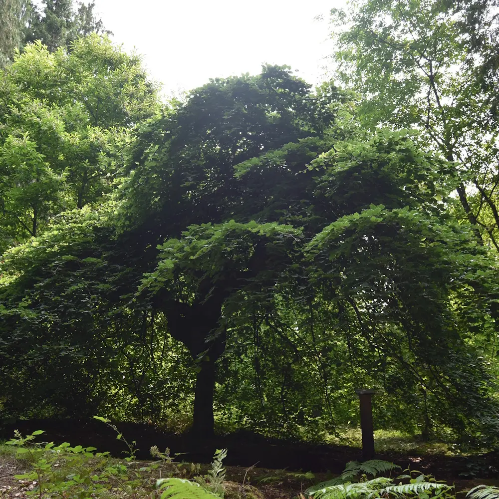 Visite arboretum domanial avec l'office national des forêts