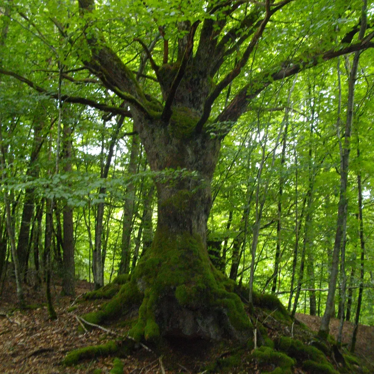 Arbre_Remarquable