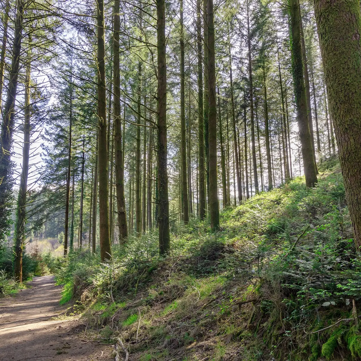 forêts et chemins creux