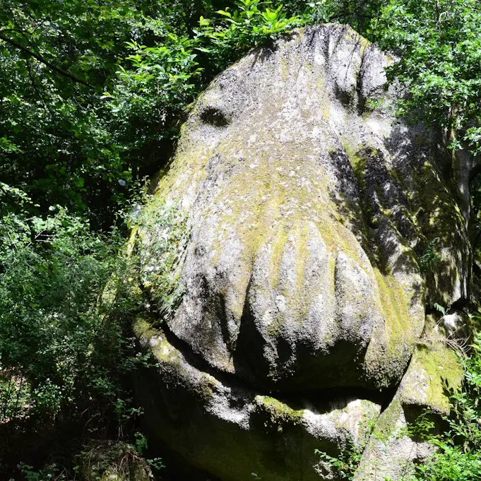 Tête de singe