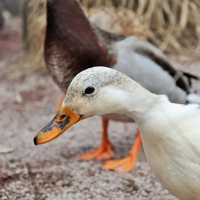 Canards_2