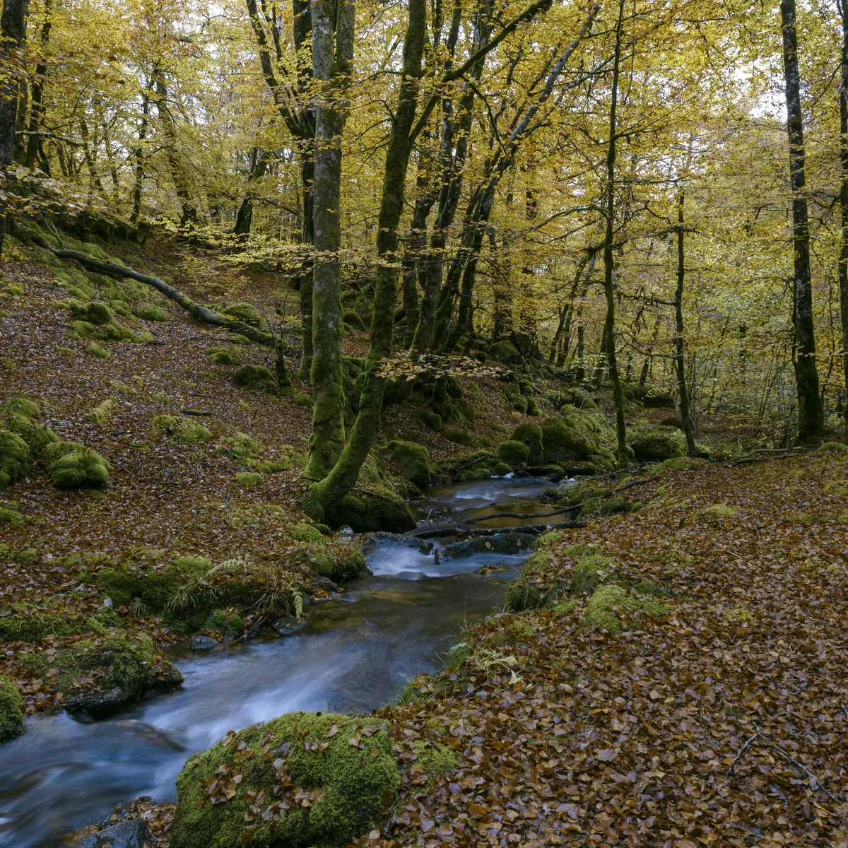 Nature