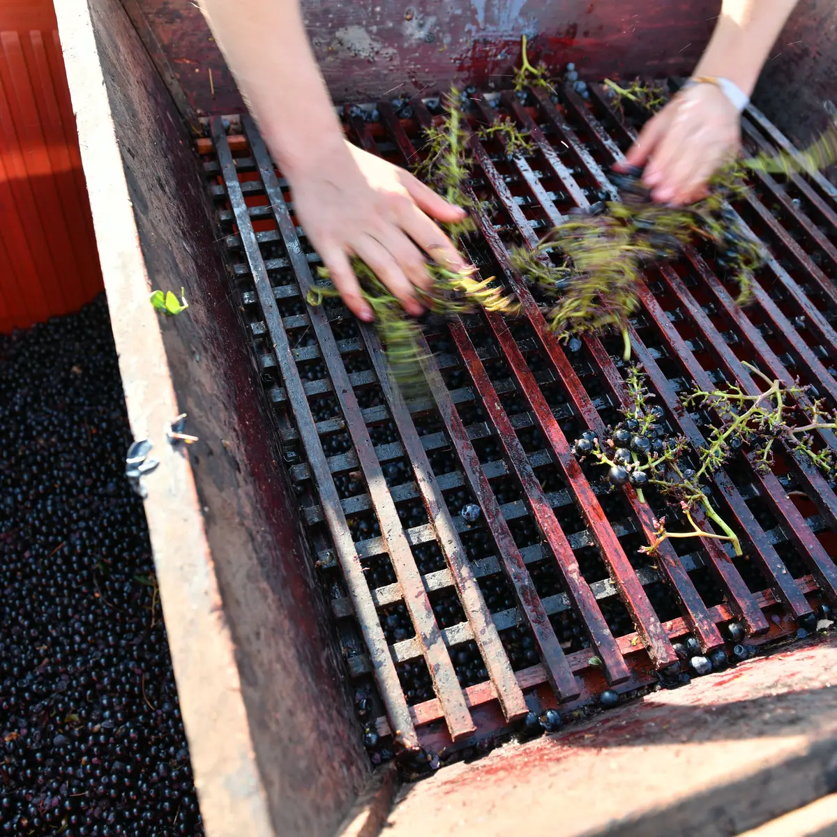 Vendanges