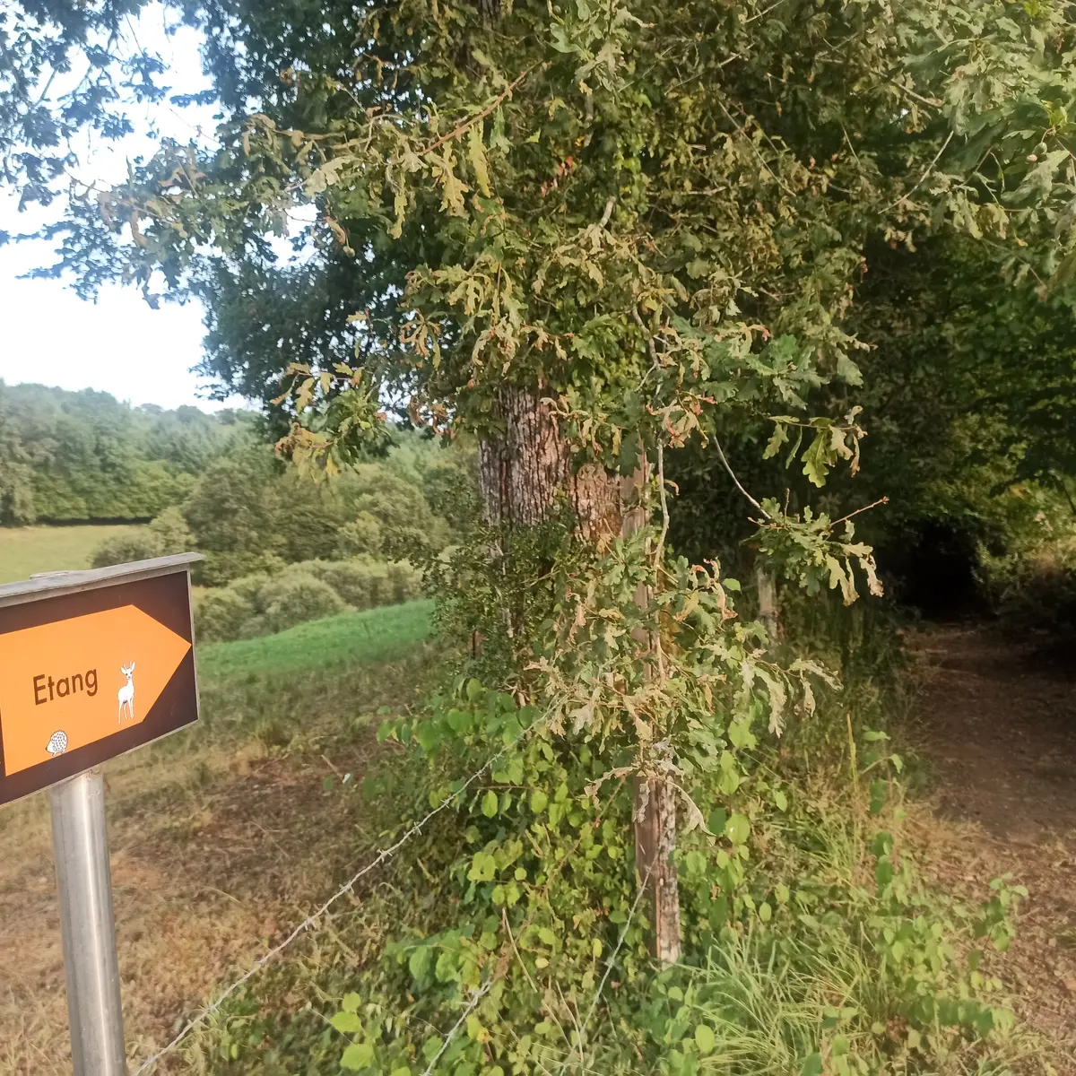 Chemin vers l'étang St Salv.