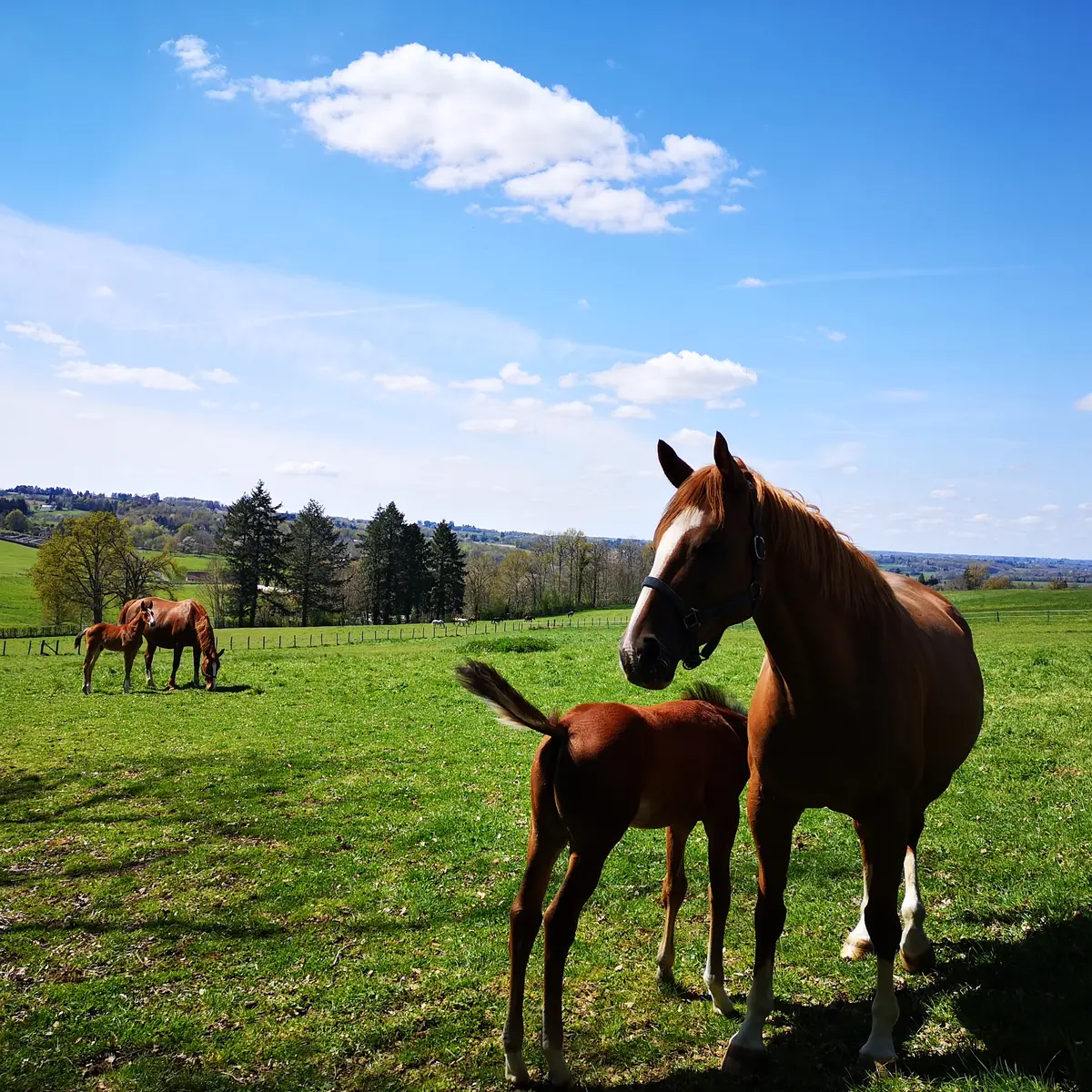 Chignac - La pierre des 4 communes - Arnac Pompadour © L.Léonard - Office de Tourisme Terres de Corrèze (3)