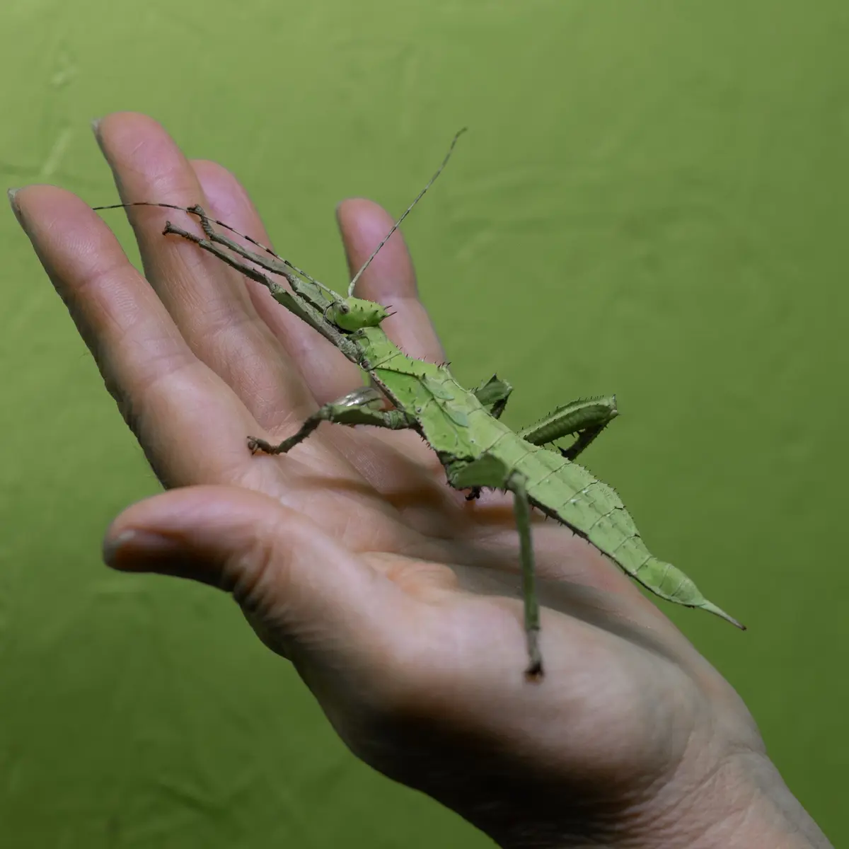 Cite_des_insectes©Aurelie_Maichel2022 (1)