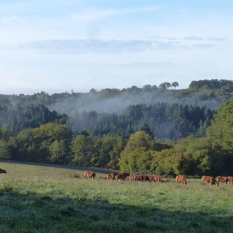 Collines de Villejoubert à Saint Denis des Murs ancien centre gaulois où paissent aujourd'hui les vaches limousines