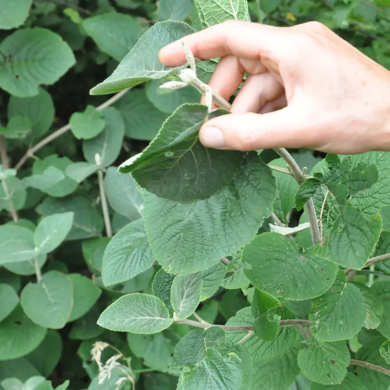 Plante sauvage