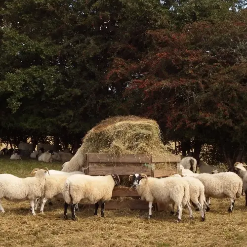 DSCF54313727-1000x500