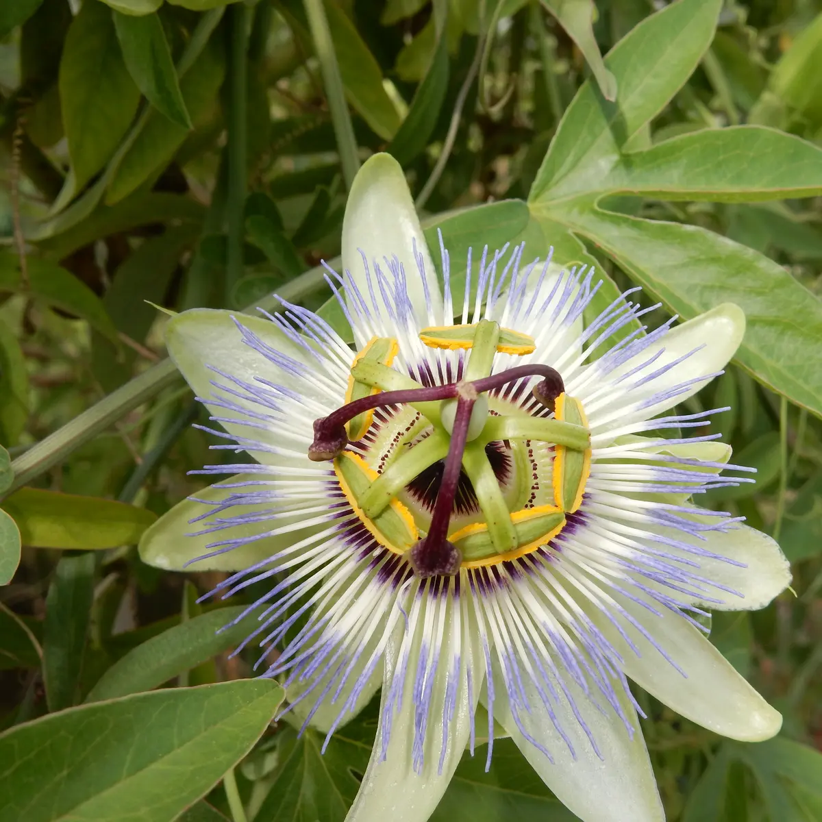 jardin_des_simples_ile_de_vassivière