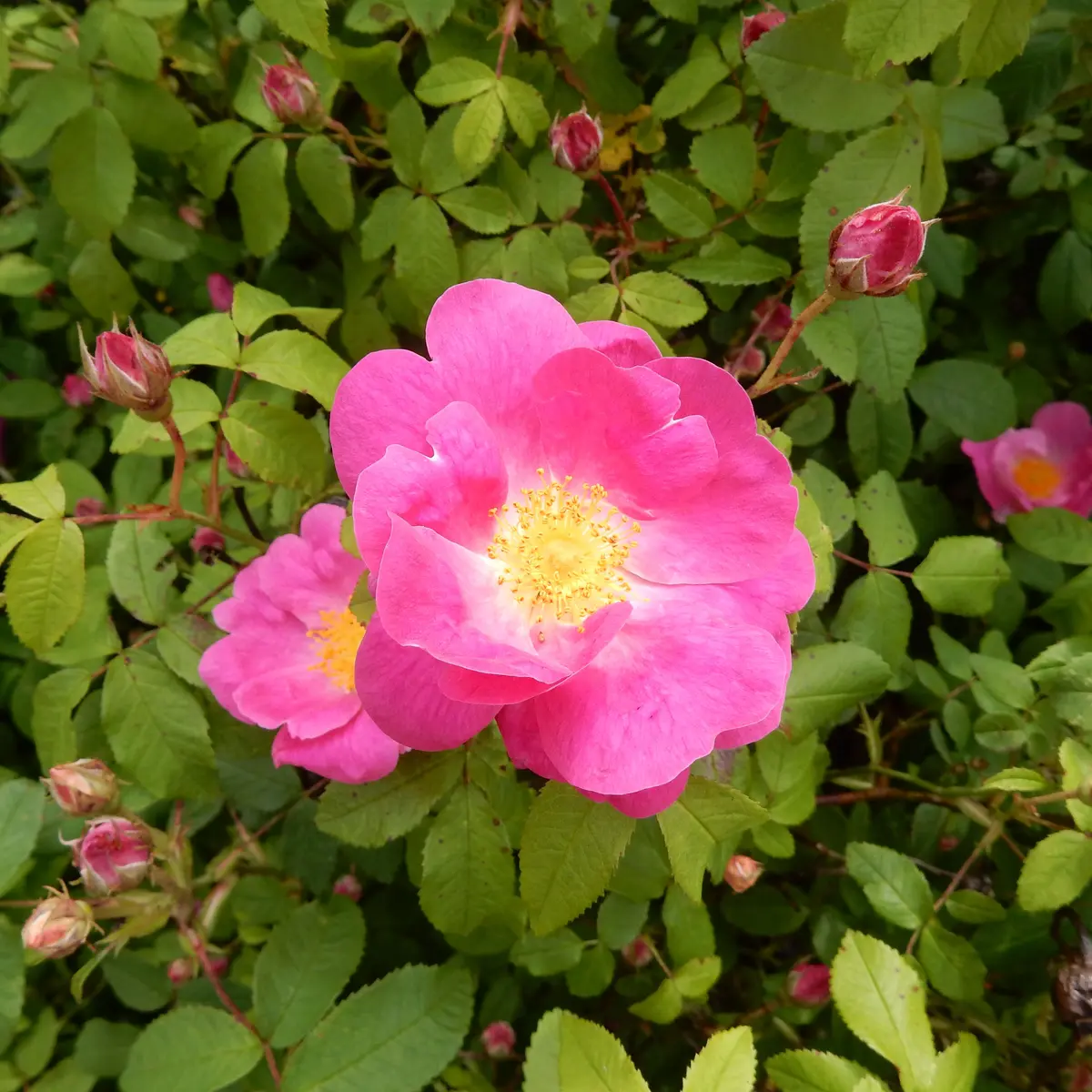 jardin_des_simples_ile_de_vassivière