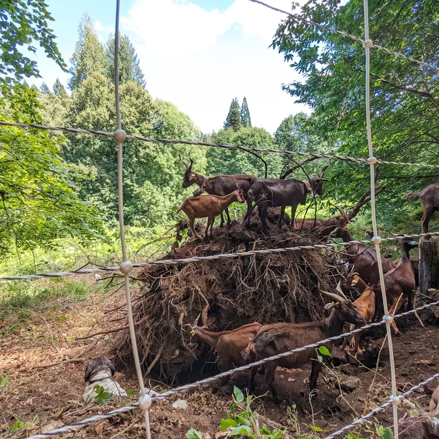 Ecopâturage avec l'office national des forêts