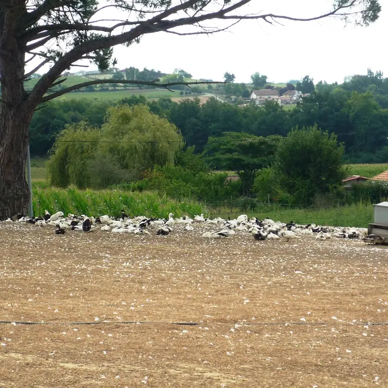 Ferme-Guilhem-Hauriet-2