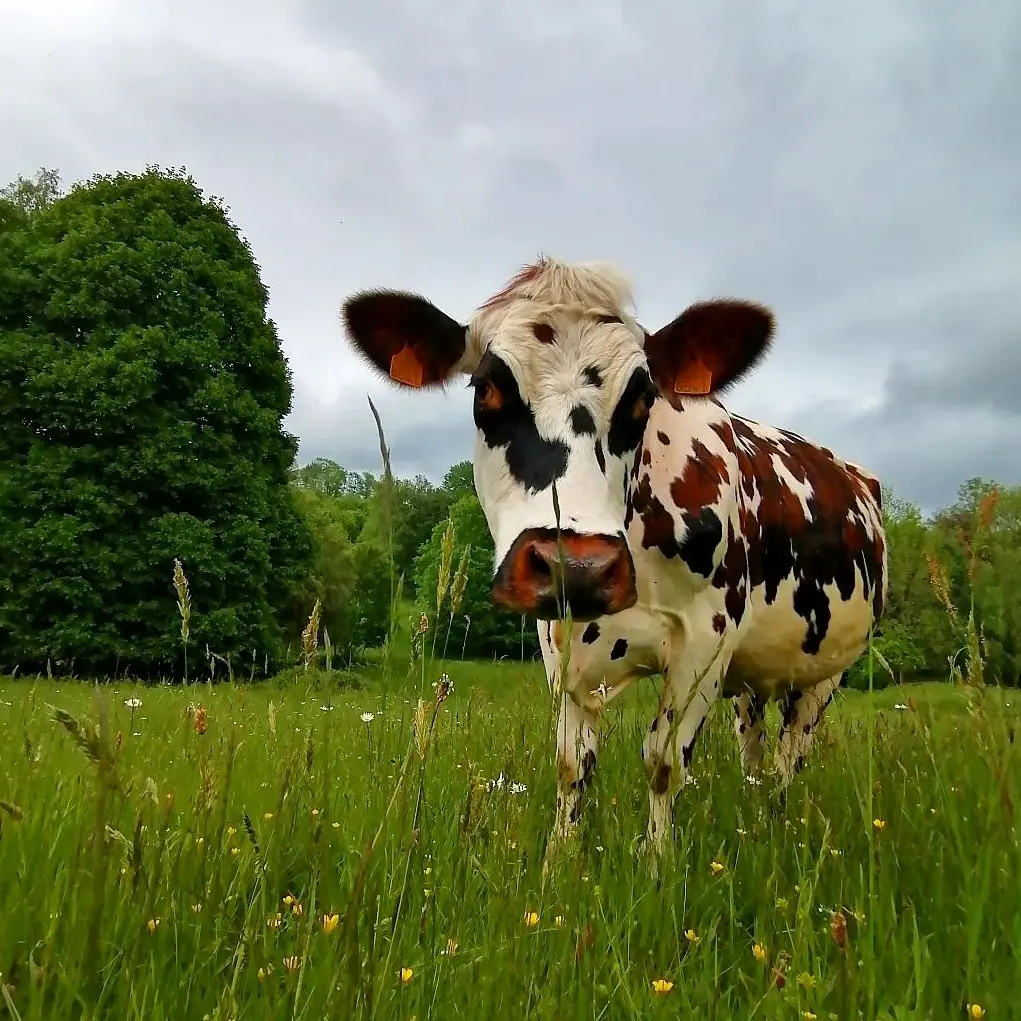 Ferme Moulin Rousset vache