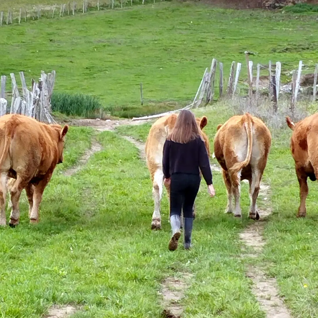Ferme de la chasse limousines