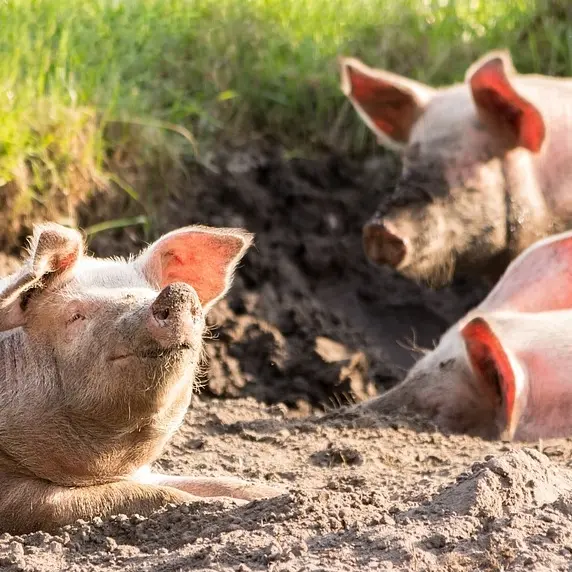 Ferme les ptits bio Cochon