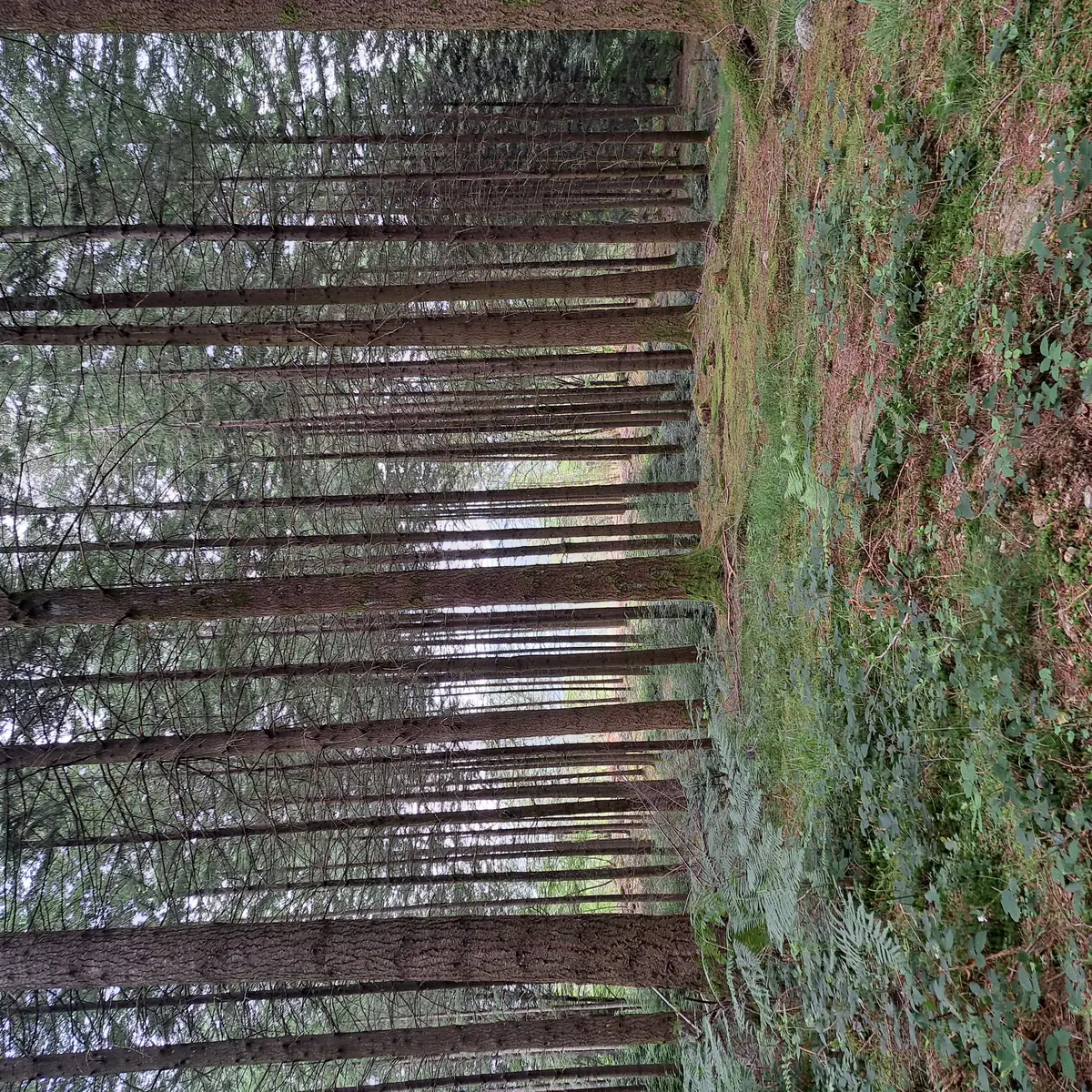 Forêt - Clédat © Jade Lautrete