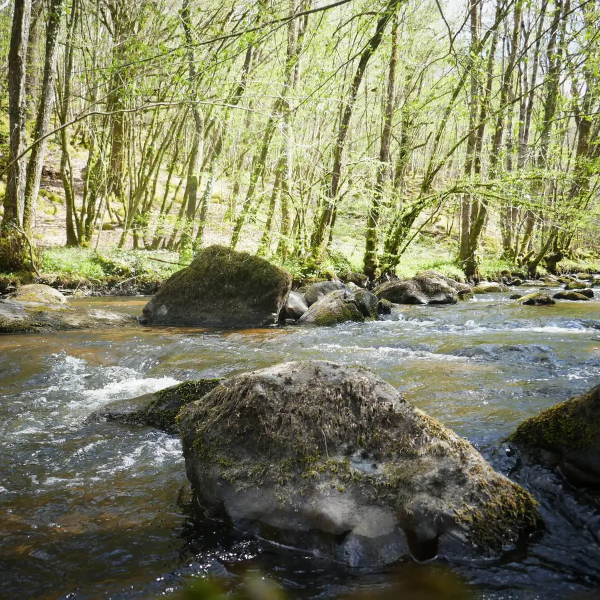 Forêt d'Épagne à Sauviat-sur-Vige le long de la Vige en Limousin
