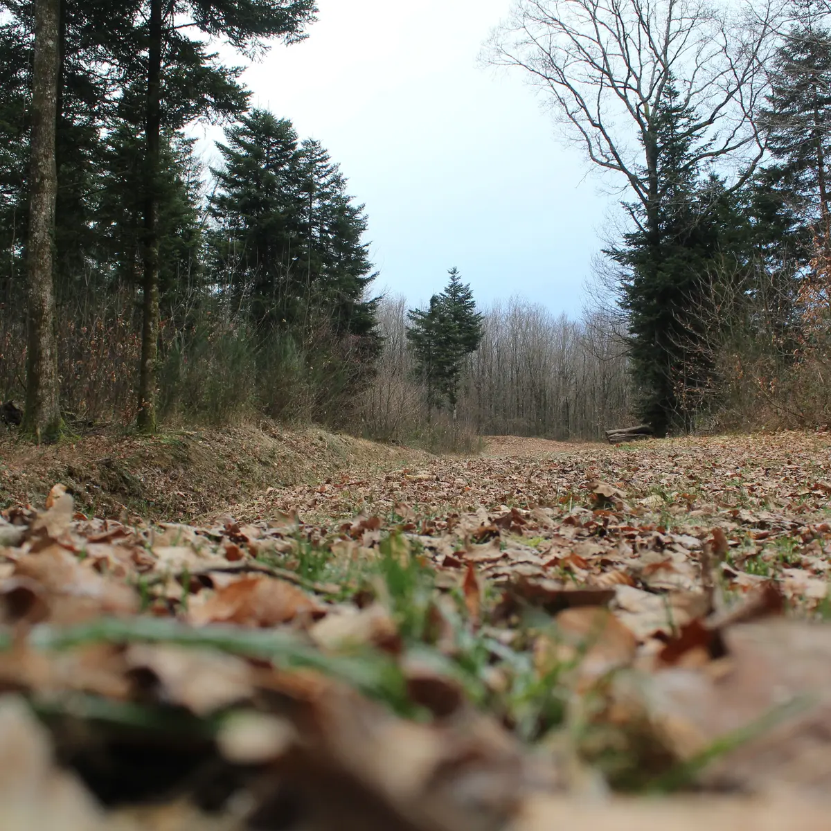 Forêt domaniale - La Pierre des 4 communes - Arnac Pompadour © J.Lautrete - Office de Tourisme Terres de Corrèze (1)