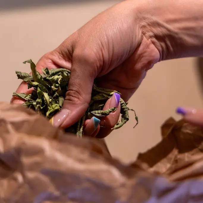 Foret jardin du petit Chavanat (11)