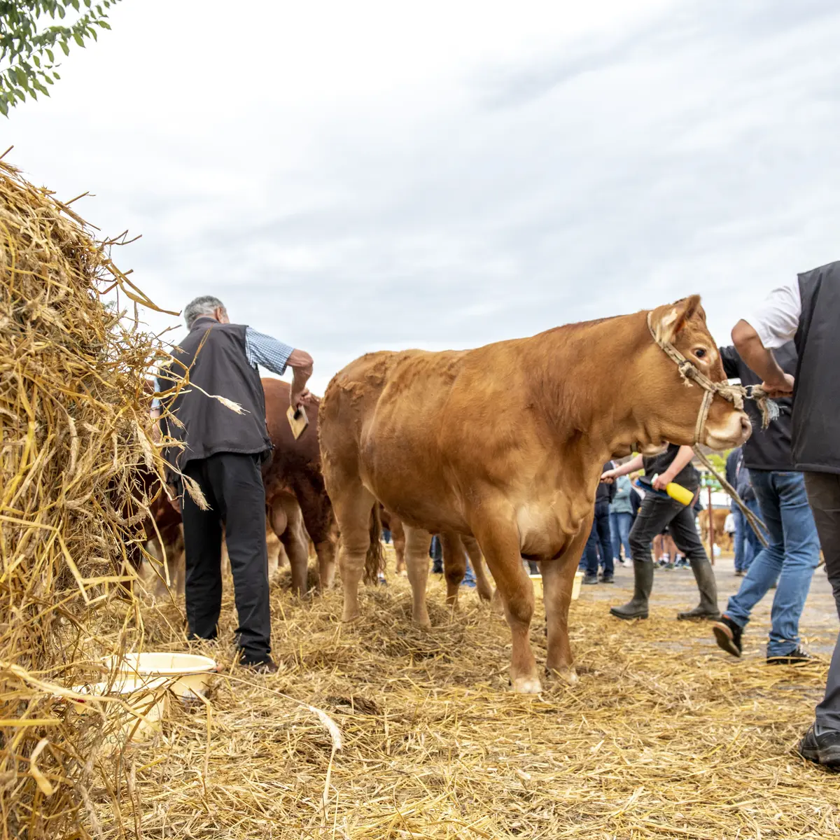 Comice agricole