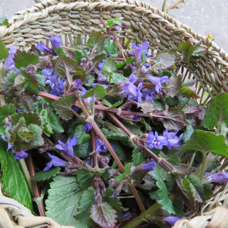 Plante sauvage