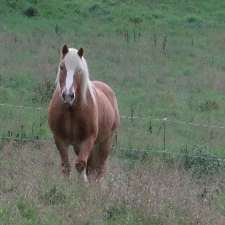 Centre équestre Cheval Pot'Agé