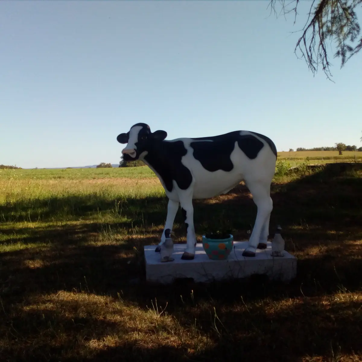 Le petit veau normand_ferme Cotin