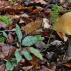 Leccinum-floccopus