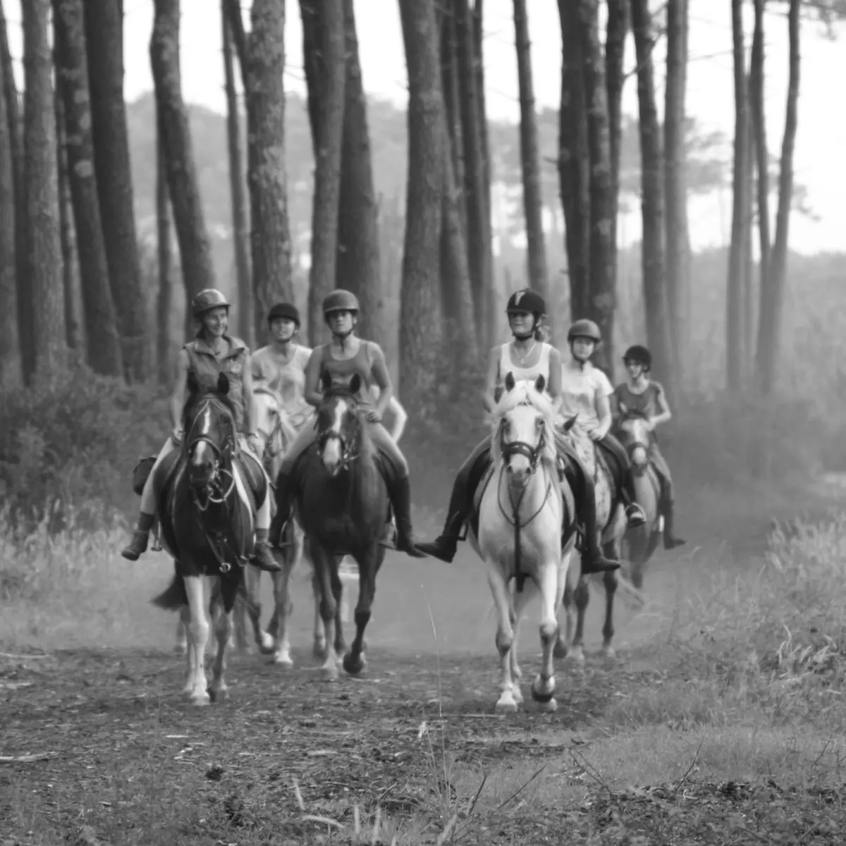 Lous Chivaus foret2