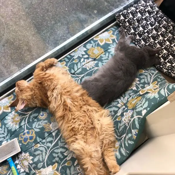 O p'tit chat gaillard