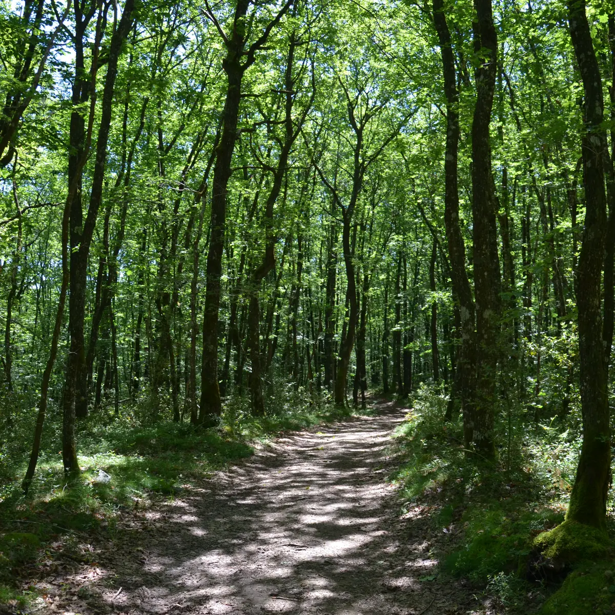 POIS3_Sornac_VTT52_foret_HCC_GSalat