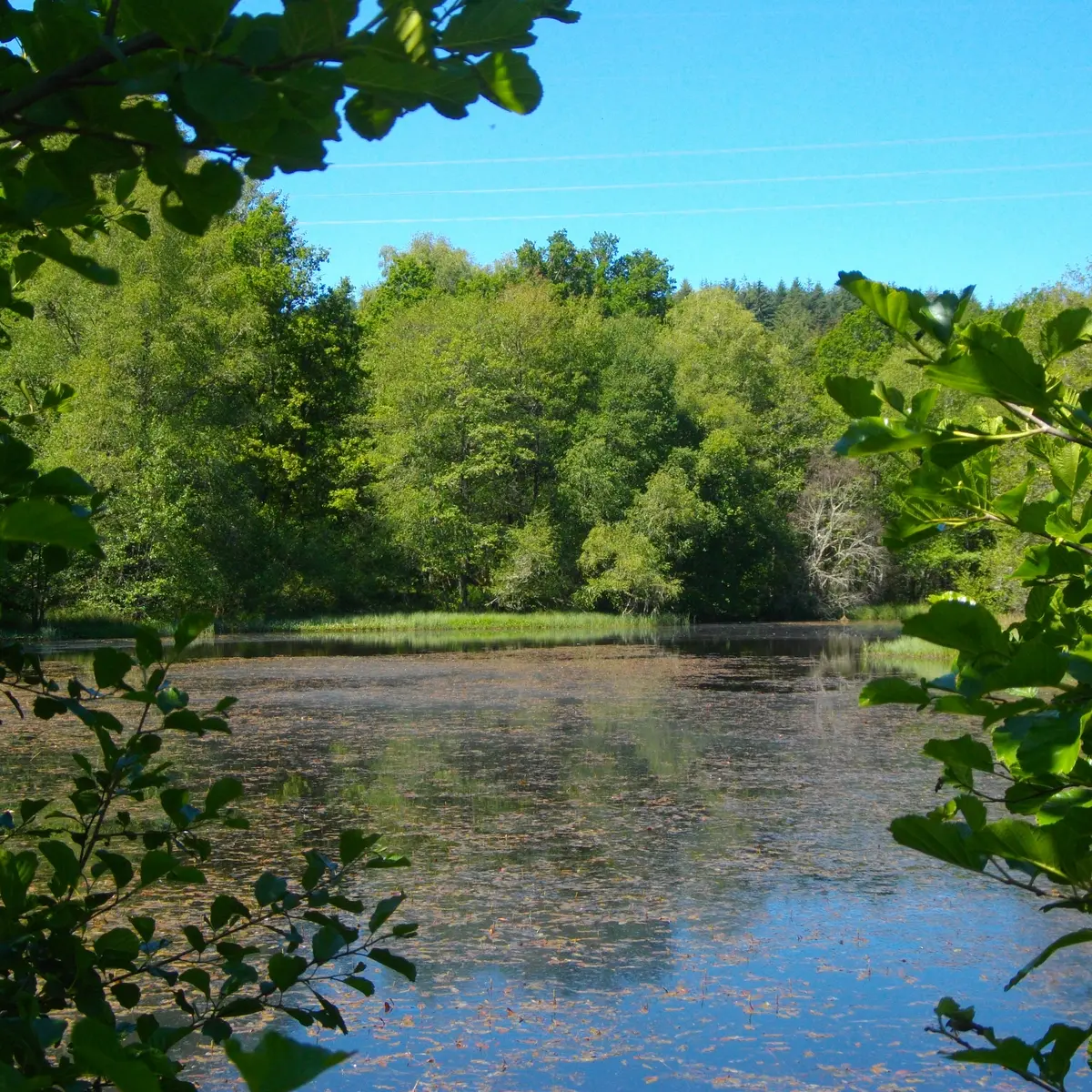 POIS7_etangMontely_GSalat