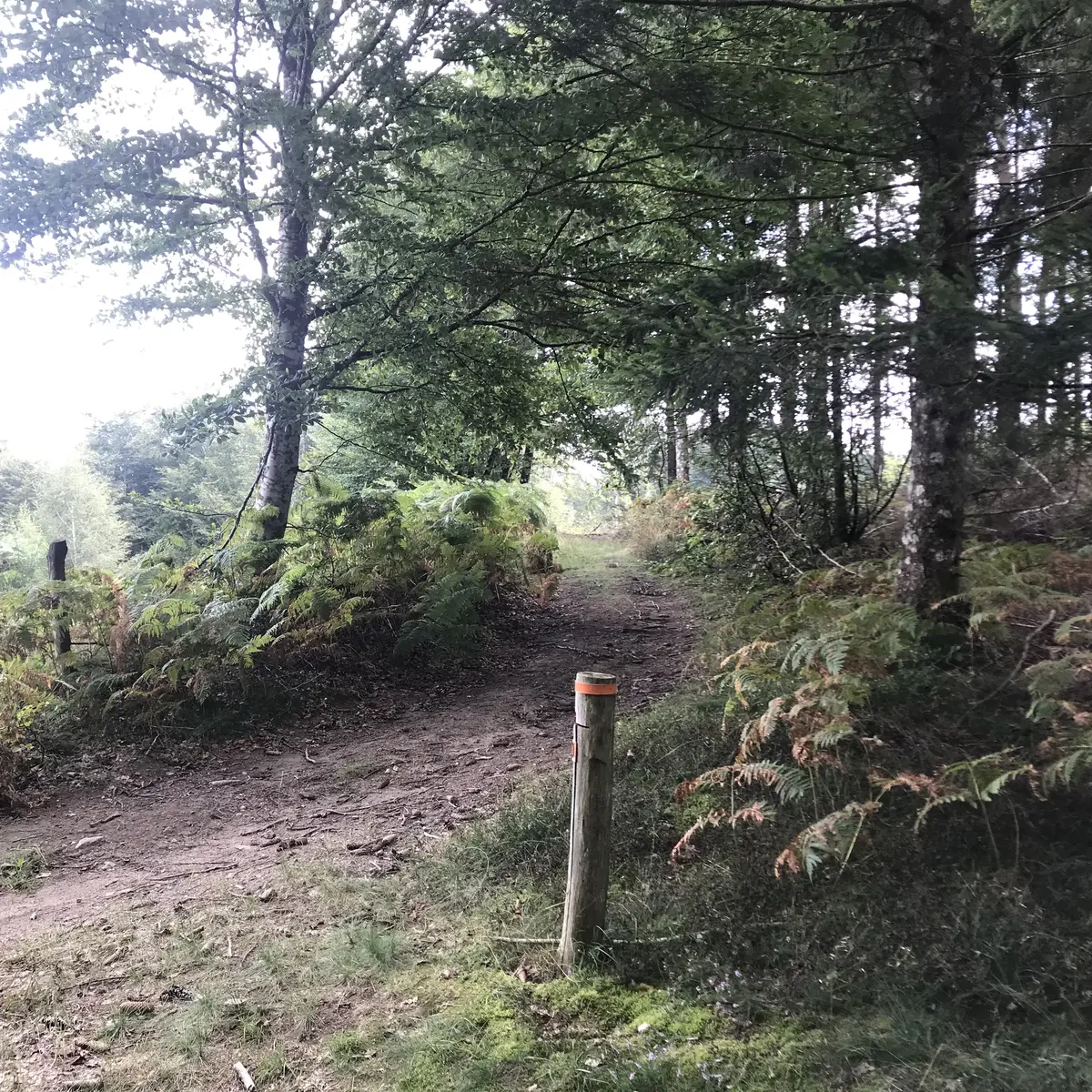 Parcours orientation Forêt de Mirambel
