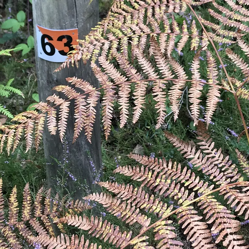 Parcours orientation Mirambel