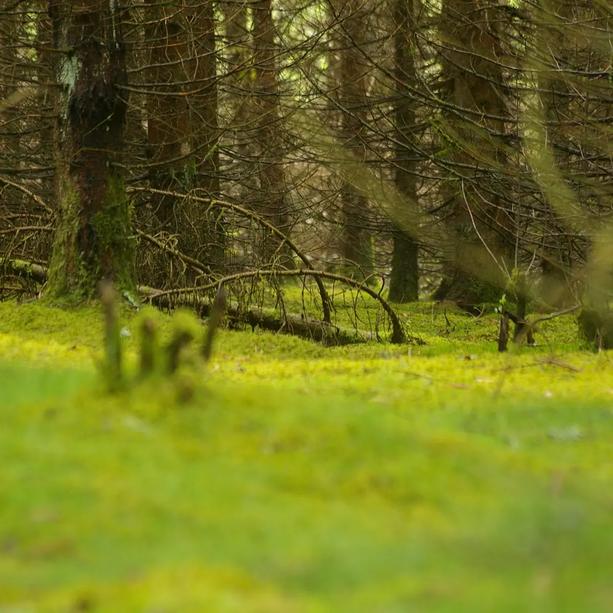 Photo_Generale_-_VTT_-_Bois_de_Chaleix_-_circuit_33_-_auteur_G_Salat