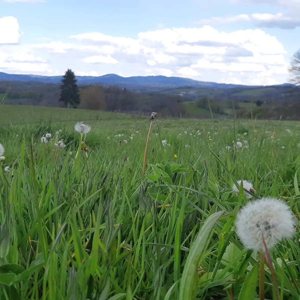 Point de vue Puy Poyau - Circuit des 2 Bourgs -Eyburie © A.Blanchet - OT Terres de Corrèze (14)