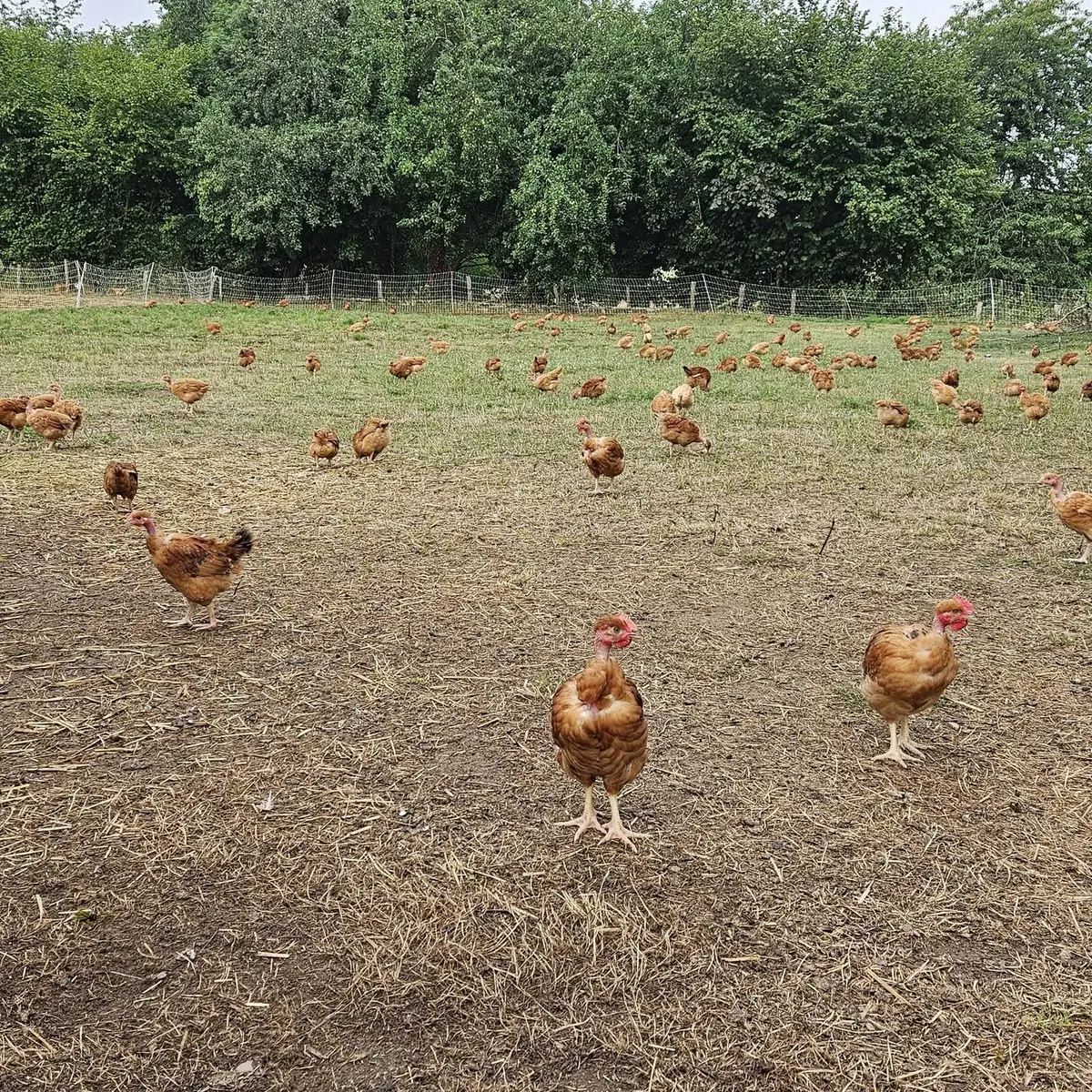 Poulets fermiers au GAEC Chabrely Les Volailles d'Angèle à Saint Paul en Haute-Vienne