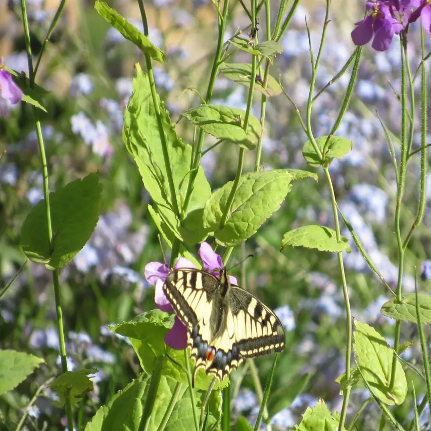 Jardin au naturel Fauves
