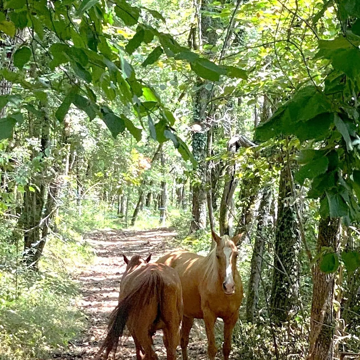 SAINT ALVERE-Boucle de la Louyre-Chevaux